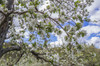 USA, Massachusetts, Bolton. Apple trees in bloom Poster Print by Walter Bibikow - Item # VARPDDUS22WBI2693