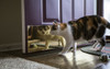 Calico cat looking at her reflection in the door.  Poster Print by Janet Horton - Item # VARPDDUS36JHO0018