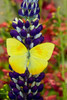 Yellow sulfur butterfly on lupine, Bandon, Oregon Poster Print by Darrell Gulin (18 x 24) # US38DGU0176