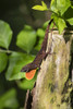 Cuban Brown Anole (Anolis sagrei) displaying dewlap Poster Print by Larry Ditto - Item # VARPDDUS44LDI2632