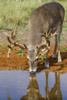 White-tailed Deer (Odocoileus virginianus) drinking Poster Print by Larry Ditto - Item # VARPDDUS44LDI2748