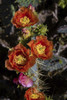 Prickly pear (Opuntia lindheimeri) cactus in bloom. Poster Print by Larry Ditto - Item # VARPDDUS44LDI2908