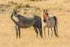 USA, Utah, Tooele County. Wild horses close-up.  Poster Print by Jaynes Gallery - Item # VARPDDUS45BJY0657