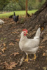 Issaquah, WA. Free-ranging white leghorn rooster.  Poster Print by Janet Horton - Item # VARPDDUS48JHO1084