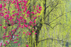 Peach flowers and willow trees, Sichuan Province, China Poster Print by Keren Su - Item # VARPDDAS07KSU2058