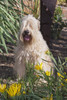 Wheaton terrier sitting in flower garden  Poster Print by Zandria Muench Beraldo - Item # VARPDDNA02ZMU1210