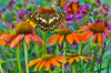 Orchard butterfly, Papilio demodocus on coneflower Poster Print by Darrell Gulin (24 x 18) # US48DGU1762