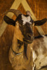 Leavenworth, WA. Portrait of an Alpine dairy goat.  Poster Print by Janet Horton - Item # VARPDDUS48JHO0846