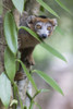 Madagascar, Akanin'ny Nofy Reserve. Male crowned lemur Poster Print by Ellen Goff - Item # VARPDDAF24EGO0069