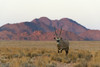 Gemsbok (Oryx Gazella) in southern Namib Desert, Sesriem Poster Print by Keren Su - Item # VARPDDAF31KSU0028