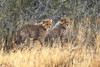 Cheetah cubs, Kgalagadi Transfrontier Park, South Africa Poster Print by Keren Su - Item # VARPDDAF42KSU0013