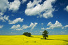 Canada, Manitoba, Rathwell. Trees and canola crop. Poster Print by Jaynes Gallery - Item # VARPDDCN03BJY0419