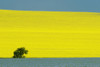 Canada, Manitoba, Treherne. Canola and flax crops. Poster Print by Jaynes Gallery - Item # VARPDDCN03BJY0451