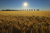 Canada, Manitoba, Starbuck. Sunrise on wheat crop. Poster Print by Jaynes Gallery - Item # VARPDDCN03BJY0491