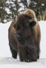 Bison bull, intently watching another bull approaching Poster Print by Ken Archer