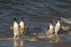Gentoo penguins, Pygoscelis papua, coming ashore. Poster Print by Sergio Pitamitz - Item # VARPDDSA09SPI0001