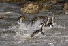 Gentoo penguins, Pygoscelis papua, coming ashore. Poster Print by Sergio Pitamitz - Item # VARPDDSA09SPI0030