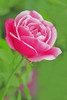 USA, California, Owens Valley. Pink rose in bloom. Poster Print by Jaynes Gallery - Item # VARPDDUS05BJY1346