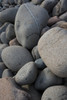 USA, Maine. Boulder Beach, Acadia National Park. Poster Print by Judith Zimmerman - Item # VARPDDUS20JZI0117