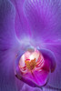 USA, Pennsylvania, Philadelphia. Orchid close-up.  Poster Print by Jaynes Gallery - Item # VARPDDUS39BJY0181