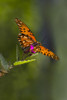 Gulf Fritillary (Agraulis vanillae) butterfly feeding Poster Print by Larry Ditto - Item # VARPDDUS44LDI2658