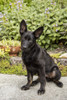 Issaquah, WA. Four month old German Shepherd puppy.  Poster Print by Janet Horton - Item # VARPDDUS48JHO0175