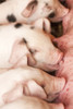 Carnation, WA. Gloucester Old Spot piglets nursing.  Poster Print by Janet Horton - Item # VARPDDUS48JHO0632