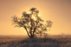 Canada, Saskatchewan. Hoarfrost on tree at sunrise. Poster Print by Jaynes Gallery - Item # VARPDDCN11BJY0109