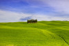 Italy, Tuscany, Val d'Orcia. Famous cypress grove.  Poster Print by Jaynes Gallery - Item # VARPDDEU16BJY0314