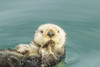 USA, California, San Luis Obispo. Sea otter waving. Poster Print by Jaynes Gallery - Item # VARPDDUS05BJY1225