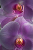 USA, Pennsylvania, Philadelphia. Orchids close-up.  Poster Print by Jaynes Gallery - Item # VARPDDUS39BJY0184
