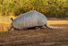 Nine-banded armadillo (Dasypus novemcinctus) drinking. Poster Print by Larry Ditto - Item # VARPDDUS44LDI2878