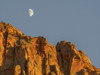 Utah, Zion National Park, Moon over The Watchman Poster Print by Jamie & Judy Wild - Item # VARPDDUS45JWI1023