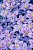 Clematis flower grouping together in blues and pinks Poster Print by Darrell Gulin (18 x 24) # US48DGU1720