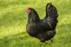 Issaquah, WA. Free-ranging Black Australorp chicken.  Poster Print by Janet Horton