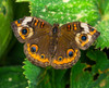 Common buckeye butterfly. Seattle, Washington State. Poster Print by William Perry - Item # VARPDDUS48WPE0215