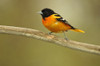 Rondeau Provincial Park. Baltimore oriole on branch. Poster Print by Jaynes Gallery - Item # VARPDDCN08BJY0441