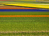 Netherlands, Nord Holland. Flower fields in full bloom Poster Print by Terry Eggers - Item # VARPDDEU18TEG0137