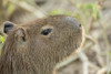 Pantanal, Mato Grosso, Brazil. Close-up of a Capybara. Poster Print by Janet Horton - Item # VARPDDSA04JHO0036
