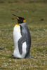 Portrait of a King penguin, Aptenodytes patagonica. Poster Print by Sergio Pitamitz - Item # VARPDDSA09SPI0013