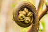 USA, Hawaii, Akaka Falls State Park. Fern unfurling. Poster Print by Jaynes Gallery - Item # VARPDDUS12BJY0226