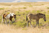USA, Utah, Tooele County. Wild horse foals walking.  Poster Print by Jaynes Gallery - Item # VARPDDUS45BJY0661