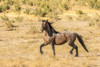 USA, Utah, Tooele County. Wild horse adult profile.  Poster Print by Jaynes Gallery - Item # VARPDDUS45BJY0711