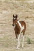 USA, Utah, Tooele County. Wild horse foal close-up.  Poster Print by Jaynes Gallery - Item # VARPDDUS45BJY0744