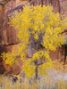 Utah, Capitol Reef National Park, Cottonwood tree Poster Print by Jamie & Judy Wild - Item # VARPDDUS45JWI0974