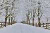 Fresh snow on tree and fence near, town of Snoqualmie Poster Print by Darrell Gulin - Item # VARPDDUS48DGU1593