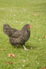 Issaquah, WA. Free-range Maran hen walking on a lawn.  Poster Print by Janet Horton - Item # VARPDDUS48JHO0716