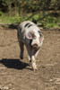 Carnation, WA. Gloucestershire Old Spots pig running.  Poster Print by Janet Horton