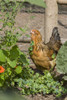 Issaquah, WA. Ameraucana chicken foraging in a garden. Poster Print by Janet Horton - Item # VARPDDUS48JHO0874