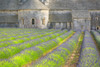 France, Provence. Lavender field and Senanque Abbey.  Poster Print by Jaynes Gallery - Item # VARPDDEU09BJY0051